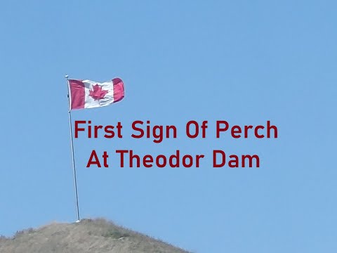 First Sign Of Perch At Theodor Dam