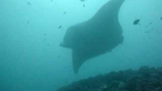 preview picture of video 'Diving with schools of Manta Ray in the Maldives'