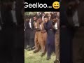 Geelloo