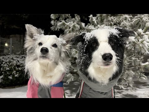 Border Collies are cuter when it snows, and we recommend harness supplies and make a Doozonku.
