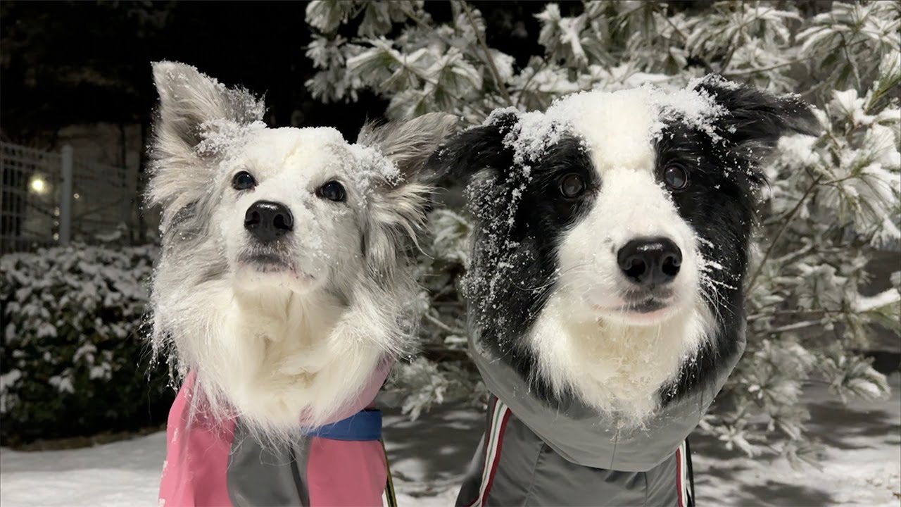 눈오면 더 귀여운 보더콜리들과 하네스 용품 추천 and 두쫀쿠 만들기