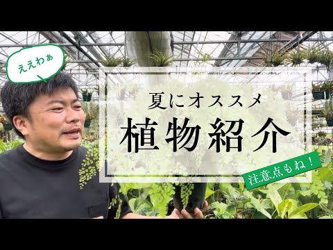 しだれニレ、ハンギングニレ 植物