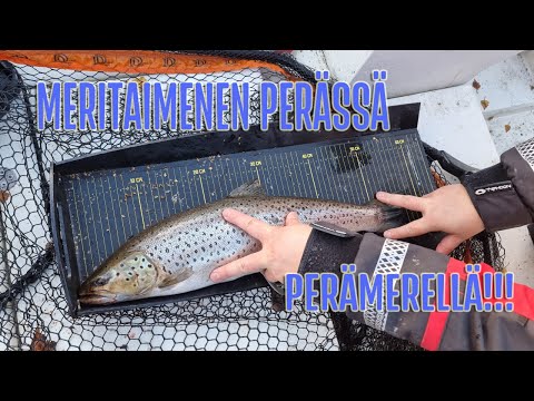 Meritaimenen perässä Perämerellä!!