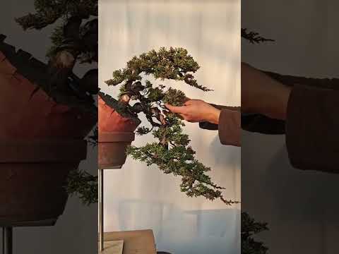 From Raw Material to Cascade Bonsai #CascadeBonsai #BonsaiStyle #BonsaiDesign #BonsaiJourney