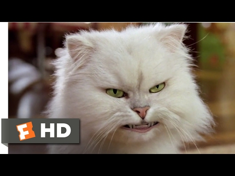 Stuart Little 2 (2002) - Silver Lining Scene (4/10) | Movieclips