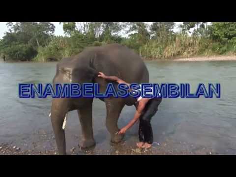 ENAMBELASSEMBILAN ARAS ANAK GAJAH