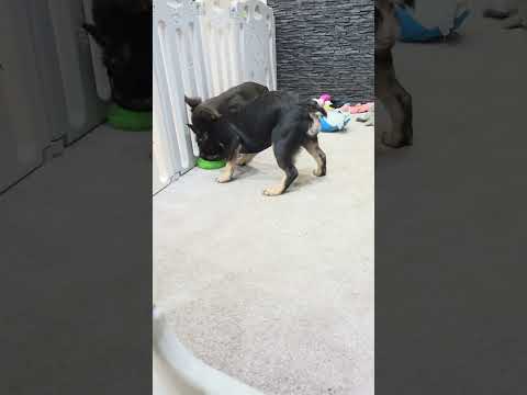 Video 4