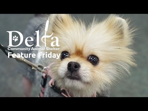 #FeatureFriday - Meet Wanzi!