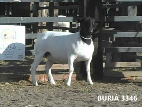 BURIÁ 3346 - LEILÃO MALU DORPER - NACIONAL 2013