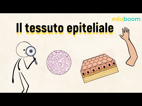 Il tessuto epiteliale - 4a superiore