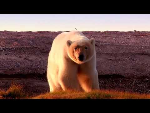 Niedźwiedzie polarne