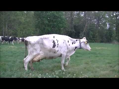 koeien naar buiten 25 april 2020