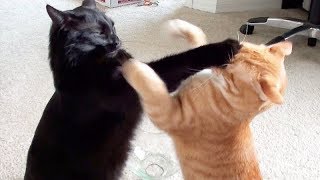 NINJA CATS! There&#39;s absolutely NOTHING MORE FUNNY!  - Impossible TRY NOT TO LAUGH compilation