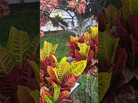 puente nacional. hermoso clima. 💚