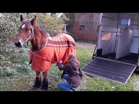Pferdemarkt Zuidlaren | Fohlenrettung