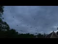 Bat Sounds Flying in the Air | Bat Noise Flying | Bat Sounds | Bat Calling