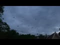 Bat Sounds Flying In The Air Bat Noise Flying Bat Sounds Bat Calling