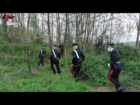 Video op  Camel light