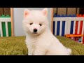 Pomsky dogs for sale: Orion - Toy Male Pomsky → The Real-Life Teddy Bear - Video 1