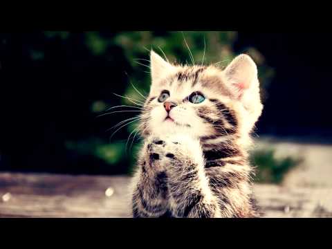 Cute Kitten Love Acoustic Guitar Music Happy Relax Calm Cute Soft Joy