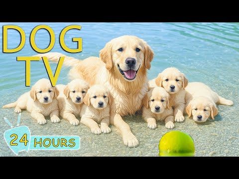 DOG TV: Best Anti-Anxiety Playlist Music for Dogs When Home Alone - Ultimate Relax Music for Dogs