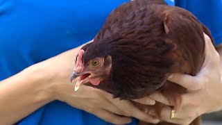 Live chickens in cities and suburbs