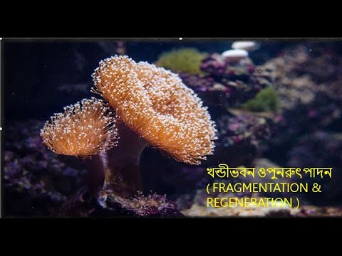 Sushmita Dutta science fragmentation and regeneration