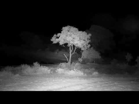 Djuma: Audio only of Hyenas calling-then Lion chuffs and roars at end - 01:55 - 11/21/2022