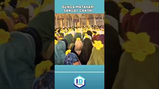 Download lagu BUNGA MATAHARI SANGAT CANTIK #shorts mp3