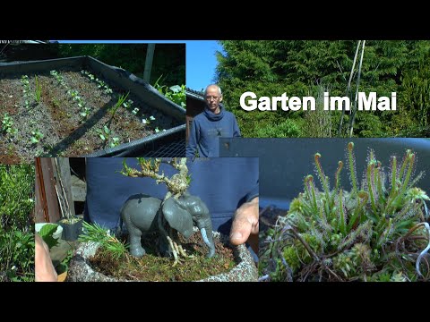 Garden in May Pruning small trees and peppers coming out Bonsai Art