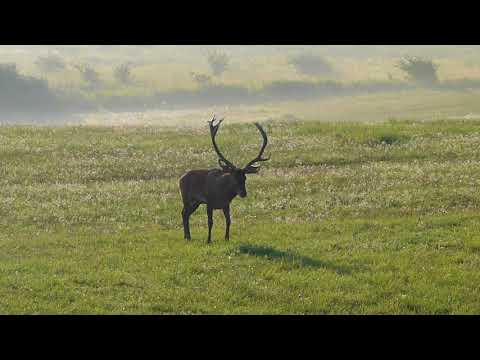 Hirsch 005 - Jagd Ungarn