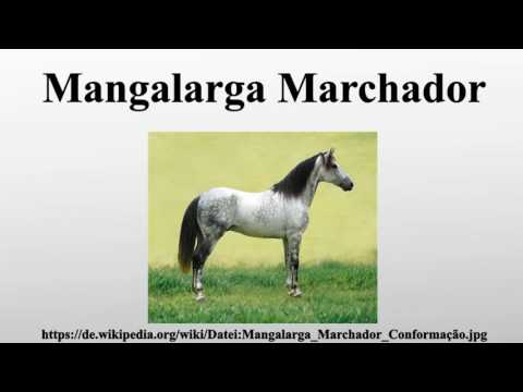 , title : 'Mangalarga Marchador'