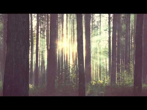 KSMK X Dizaro - You Make Me (Forest Edit)