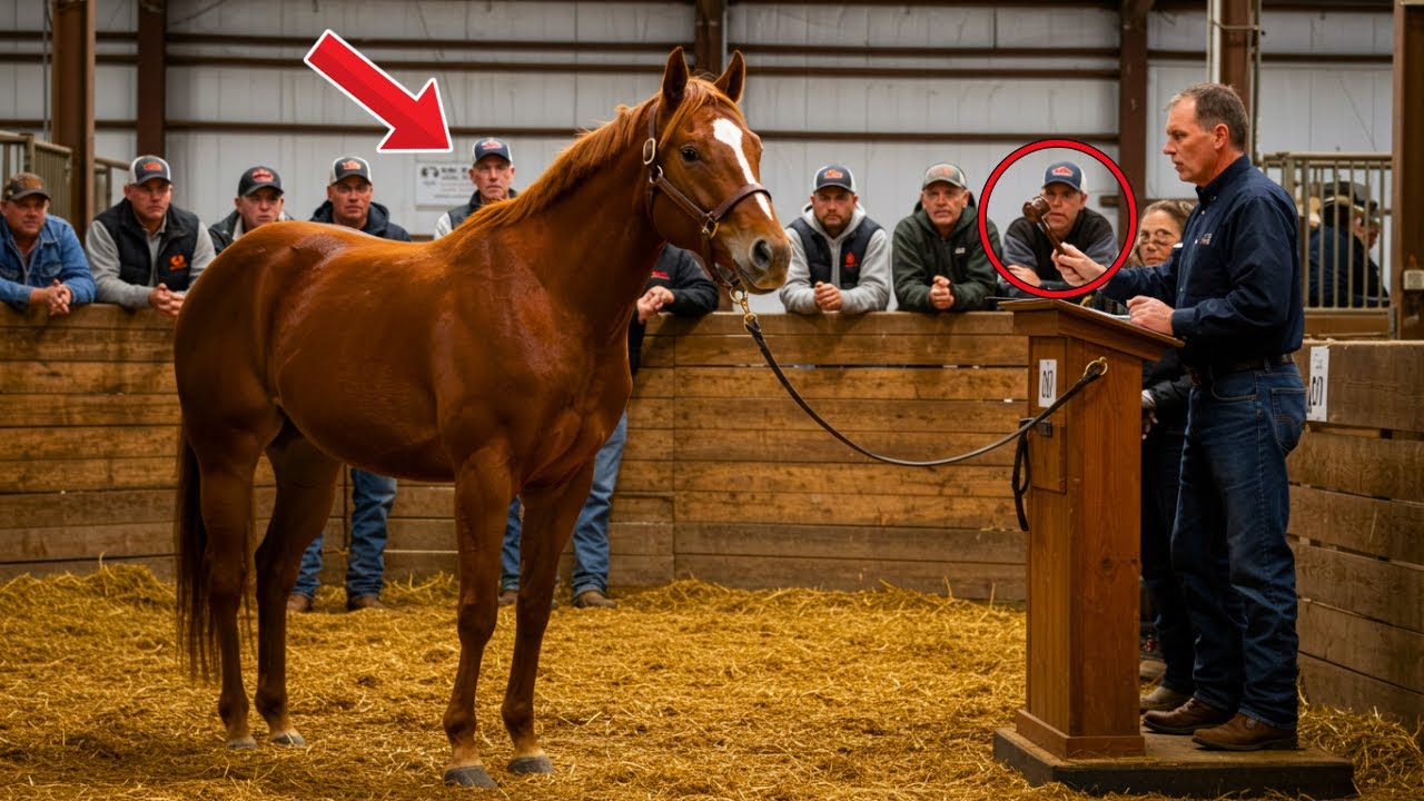 The farmer buys an old horse out of pity, never imagining the incredible secret it was hiding