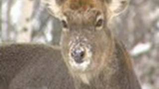 preview picture of video '【北海道の絶景】走古丹　エゾシカの群れ　  Hokkaido Sika Deer'