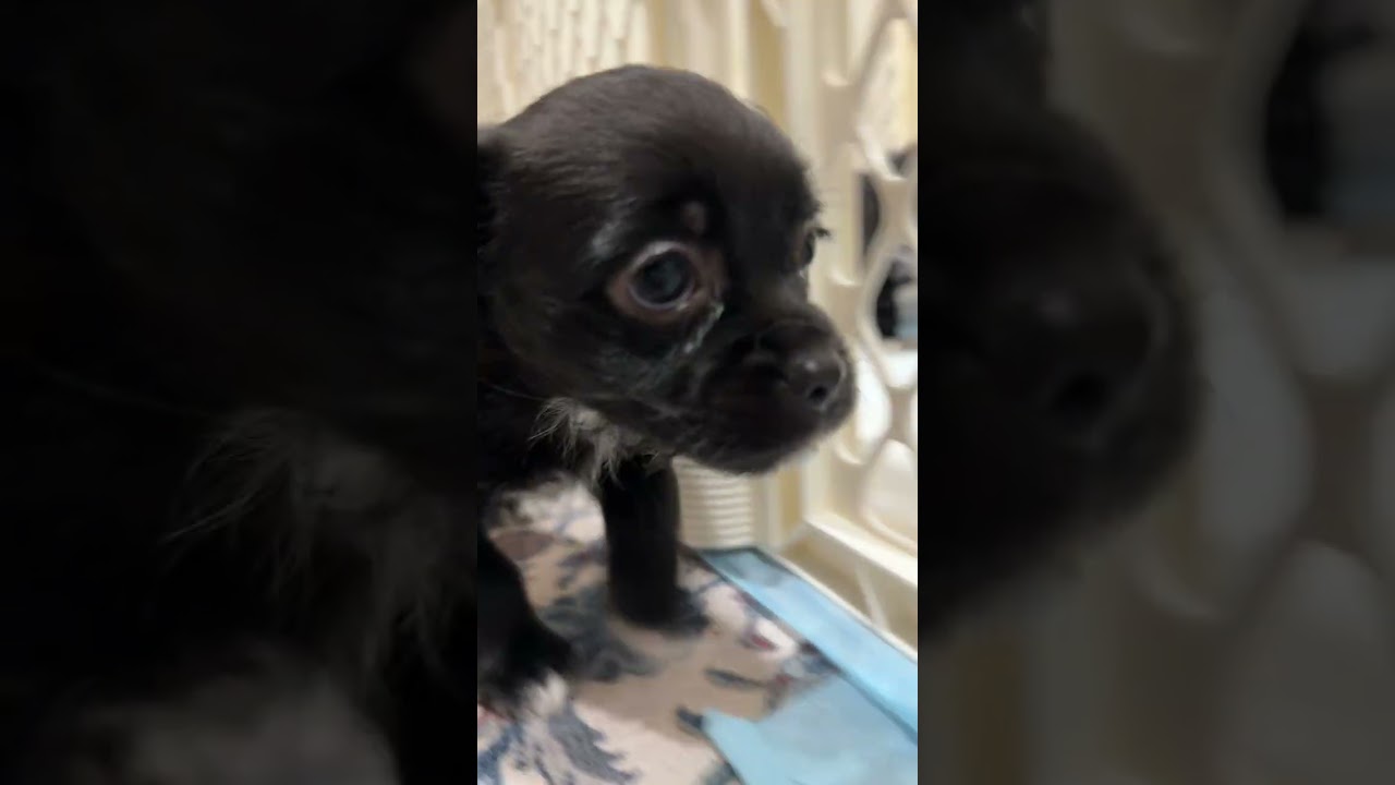 Enlarge Baby Bruno, an adopted mixed breed in Bedford Hills, NY video 2/2