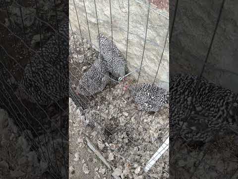 Hühnerglück: Warum Picken für Hennen so wichtig ist