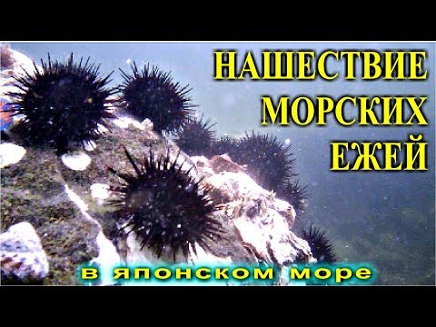 марку термобелья к чему нашествие ежей термобельем Функциональное белье