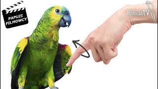 Parrot Training