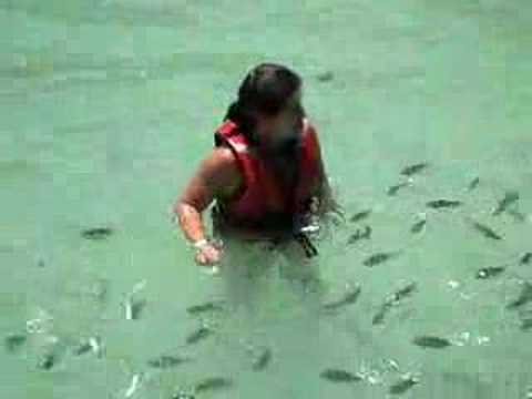 Baby shark attack