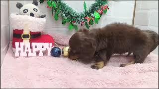 ミニチュアダックスの動画01