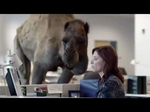 GEICO Hump Day Camel Commercial (2013)
