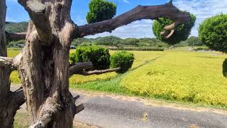 ヤギを飼って大変だったことは？（2026年8月17日）