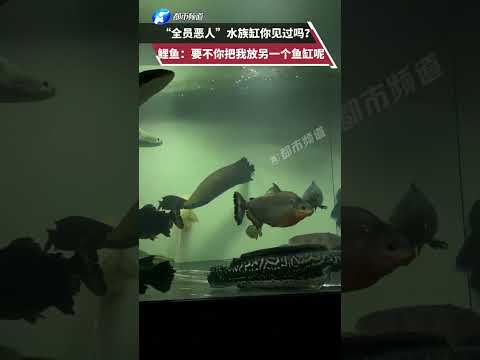 “全员恶人”水族缸你见过吗？鲤鱼：要不你把我放另一个鱼缸呢 #猎奇  #万万没想到  #养鱼日记 