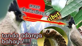 Download lagu suara pikat'kutilang||ribut!!! tanda adanya bahaya@jahid channel mp3