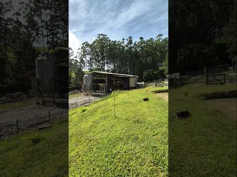 CONFINAMENTO DE GADO EM SANTA CATARINA #sitio #sitioavenda #fazenda