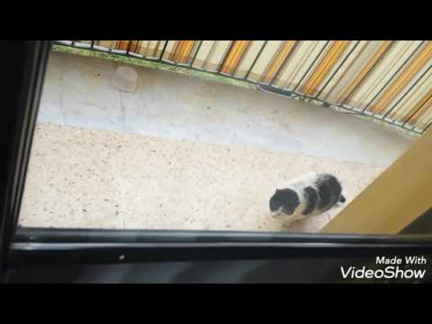 Questo gatto randagio non lo avevo mai visto