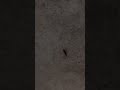 “It’s earwig!”