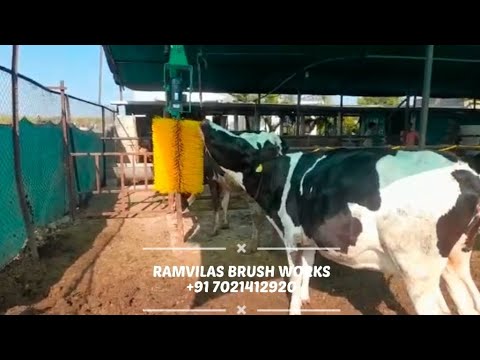 Cow Massage Brush videos