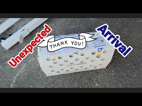 Unboxing Racing Pigeons from a Top Pigeon Loft - AdrianP